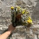 Bouquet Espiga de Oro – Fleurs séchées jaunes et naturelles 2