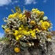 Bouquet Espiga de Oro – Fleurs séchées jaunes et naturelles