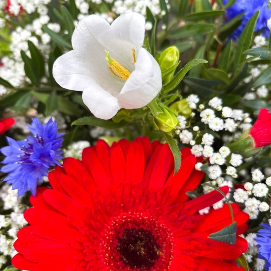 Bouquet tricolore rouge blanc bleu France 3