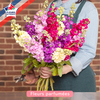 Limited wallflowers