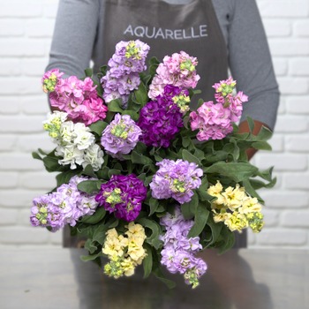 Bunch of wallflowers