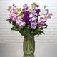 Bunch of wallflowers 2