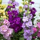 Bunch of wallflowers 3