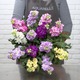 Bunch of wallflowers