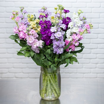 Brassée de Giroflées