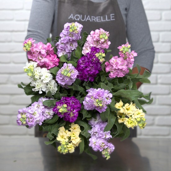 Brassée de Giroflées 2