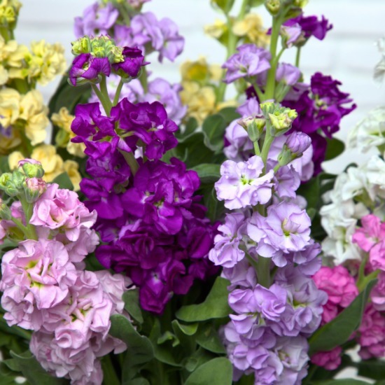 Brassée de Giroflées 3