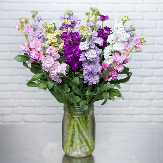 Bunch of wallflowers