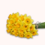 Brassée de 20 Jonquilles