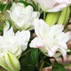 Perfumed double lilies 2