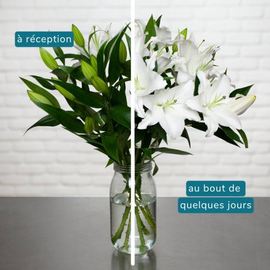 Lys blancs parfumés 2
