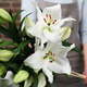 Perfumed white lilies