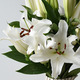 Lys blancs parfumés 3