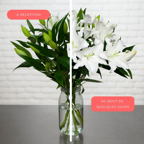 Lys blancs parfumés 2