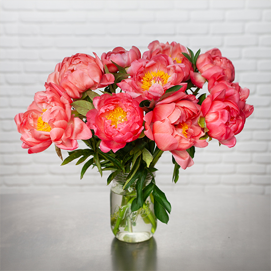 Bunch of 'Coral Charm' Peonies 2