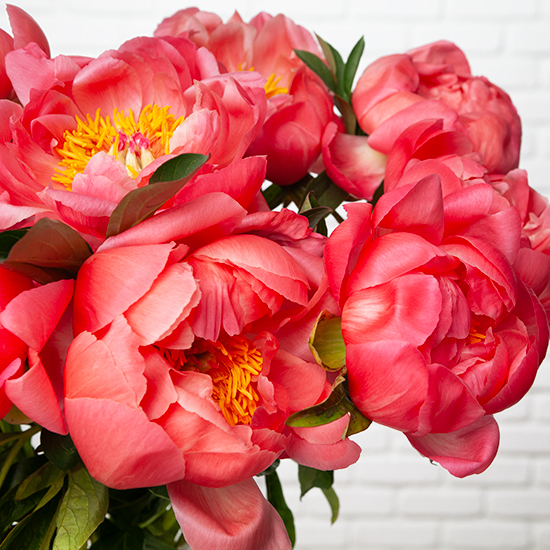 Bunch of 'Coral Charm' Peonies 3