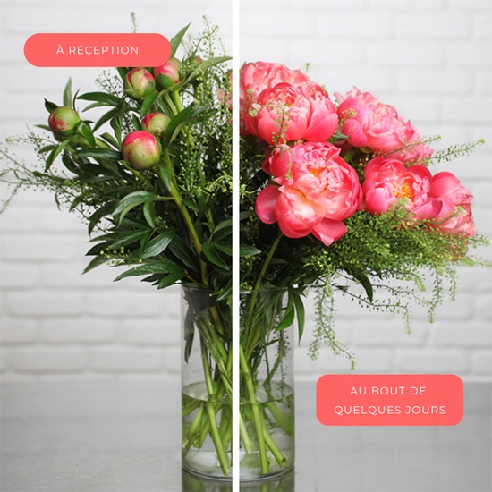 Brassée de Pivoines 'Coral Charm' 2