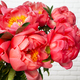 Bunch of 'Coral Charm' Peonies 3