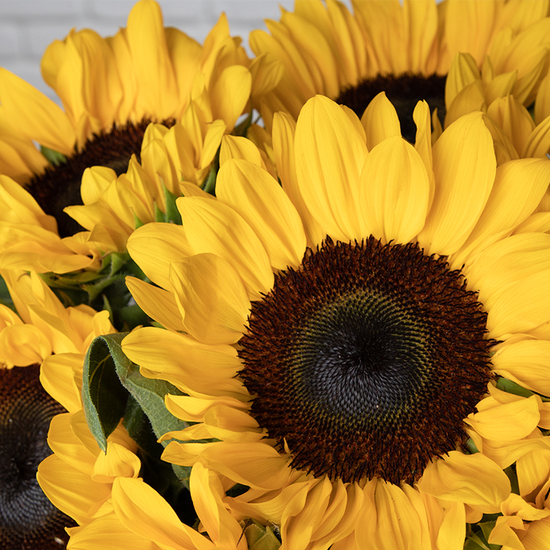 Golden Sunflower Bunch 3
