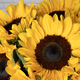 Golden Sunflower Bunch 3