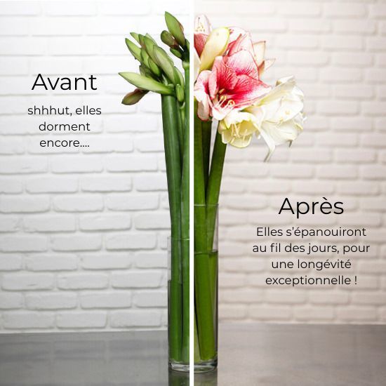 Spectaculaires amaryllis 3