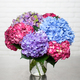 Brassée d'hortensias 2