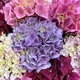 Hydrangea bouquet 3