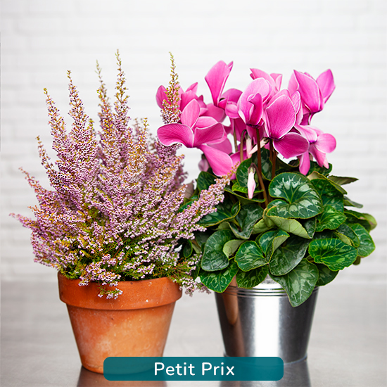 Bruyère d'hiver et Cyclamen rose