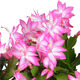 Cactus orchidée 2