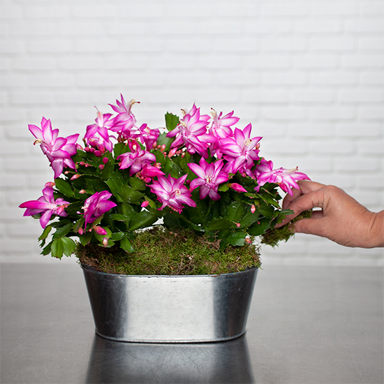 Cactus Orchidée - Aquarelle - livraison plante