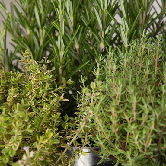 Jardin d'Aromates 2