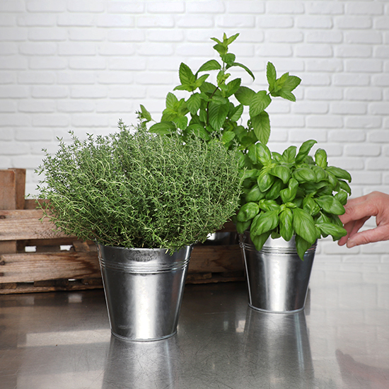 Jardin d'Aromates