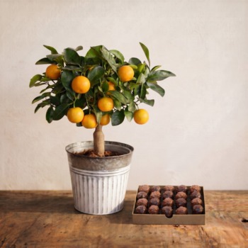 Votre fleuriste Aquarelle vous propose ce petit oranger recouvert de fruits. Laissez-vous charmer par cet oranger miniature qui apportera une touche de verdure à votre intérieur !