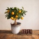 Fleurs - Oranger Calamondin