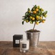 Fleurs - Oranger Calamondin