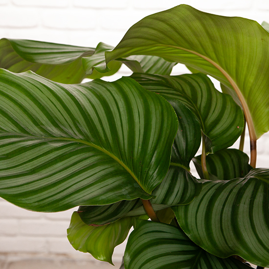 Calathea Orbifolia 2