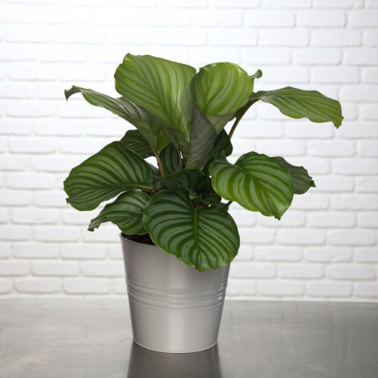 Calathea Orbifolia