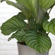 Calathea Orbifolia 2