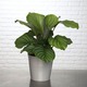 Calathea Orbifolia