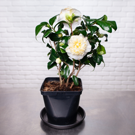 Camélia blanc  Plante extérieure française 65 cm