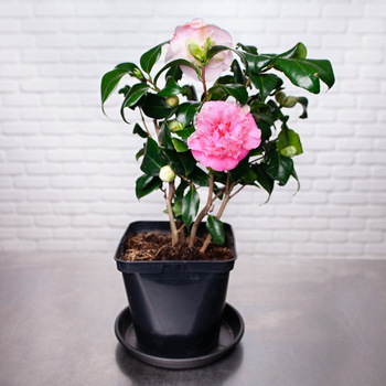 Camélia Rose  Plante extérieure française 65 cm