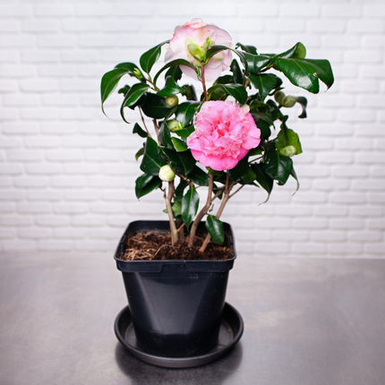 Camélia Rose  Plante extérieure française 65 cm