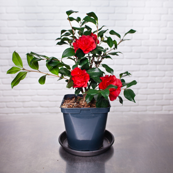 Camélia Rouge Plante extérieure française 65 cm