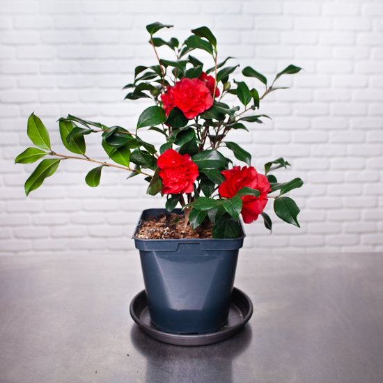 Camélia Rouge Plante extérieure française 65 cm