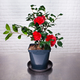 Camélia Rouge Plante extérieure française 65 cm