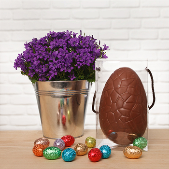 Campanule et chocolat