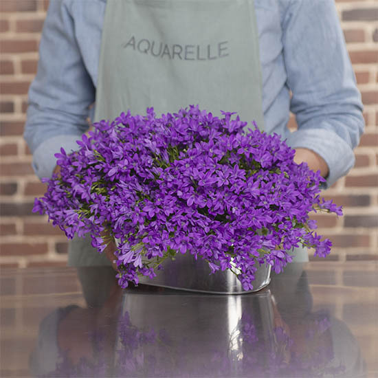 Campanules Bleues