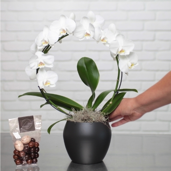 White Orchid Cascade