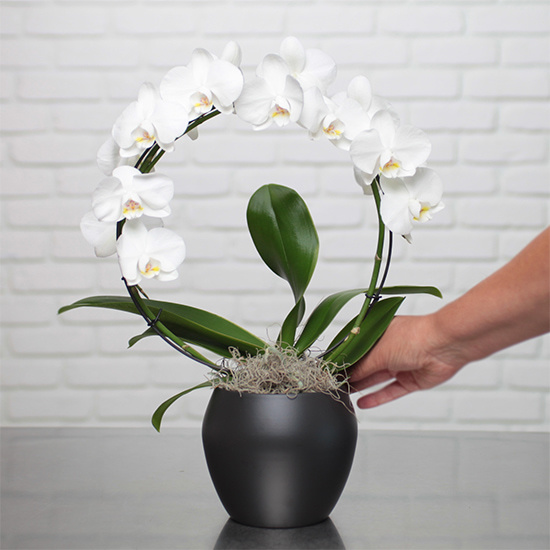 Cascade d'orchidée blanche