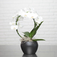White Orchid Cascade